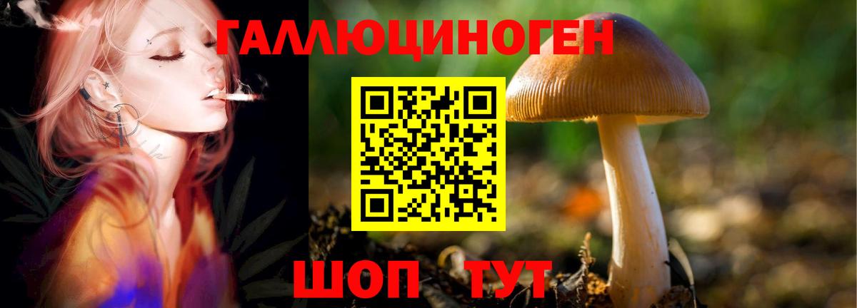 Псилоцибиновые грибы прущие грибы  наркота  Братск  Вход с VPN  Псилоцибиновые грибы Psilocybine cubensis 
